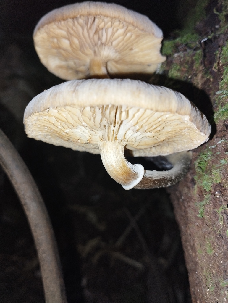Armillaria novae-zelandiae · April 2026 · photo: © geoffr (iNaturalist, cc0)