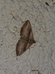 Costaconvexa polygrammata