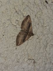 Costaconvexa polygrammata