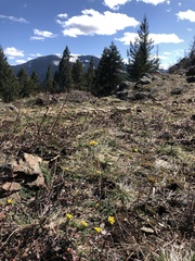 Lomatium hendersonii