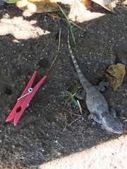 Sceloporus clarkii