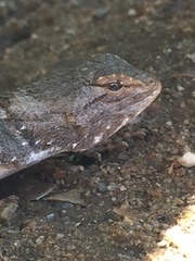 Sceloporus clarkii