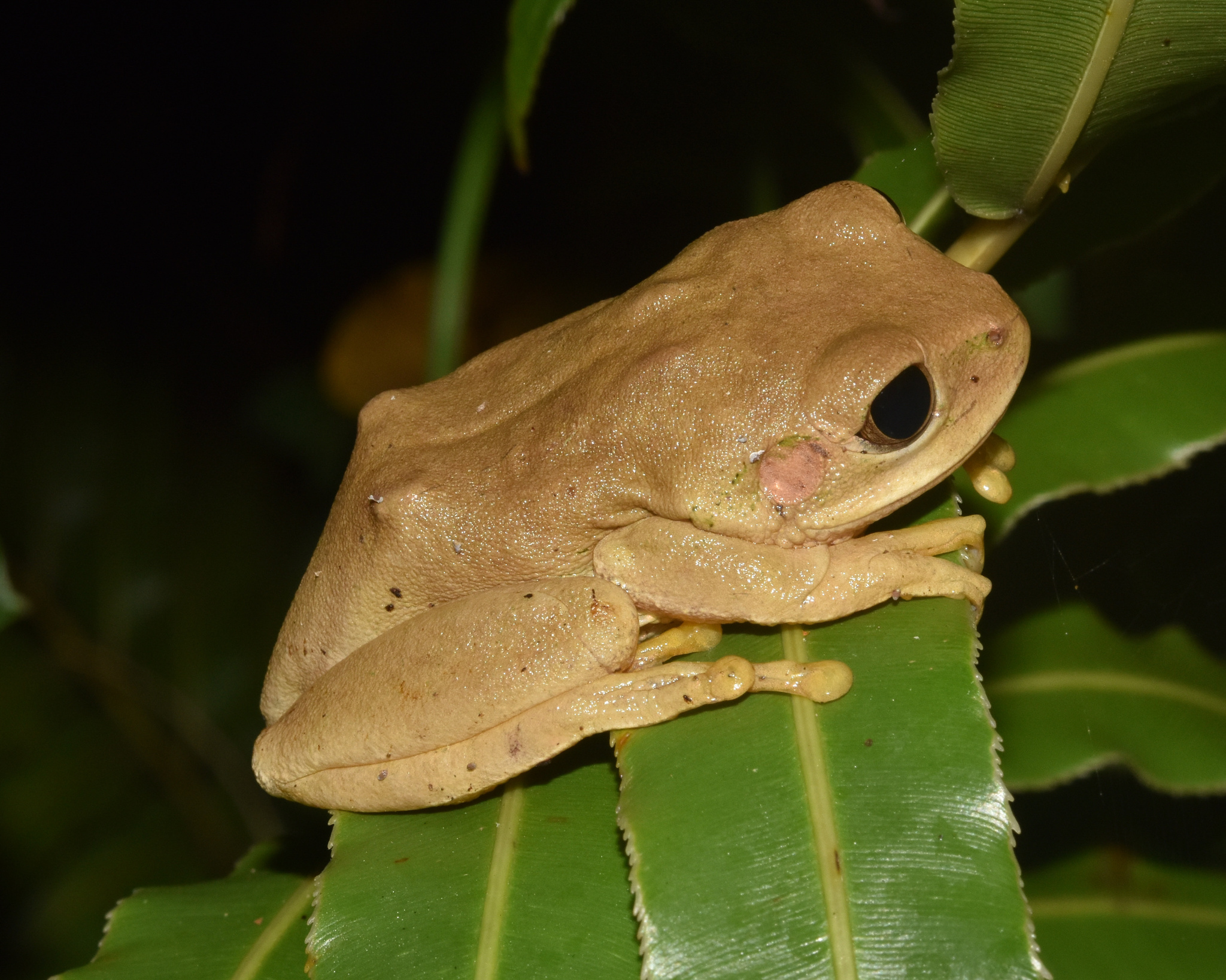 Leptopelis natalensis (Smith, 1849)