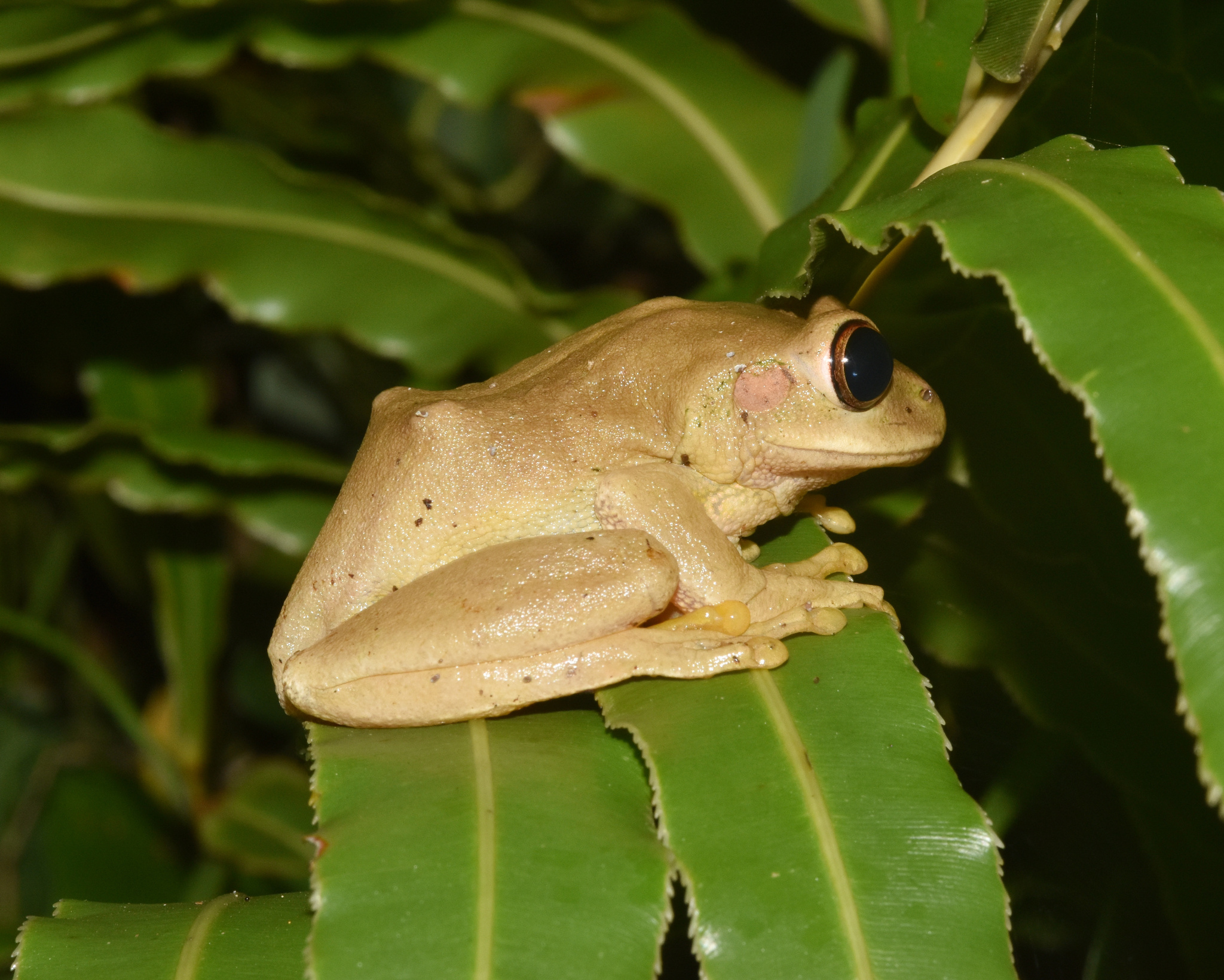Leptopelis natalensis (Smith, 1849)