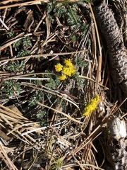 Lomatium hendersonii
