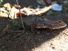 Sceloporus clarkii