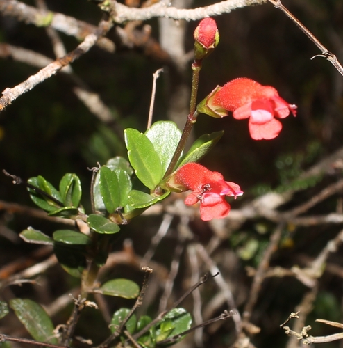 Salvia scabrata