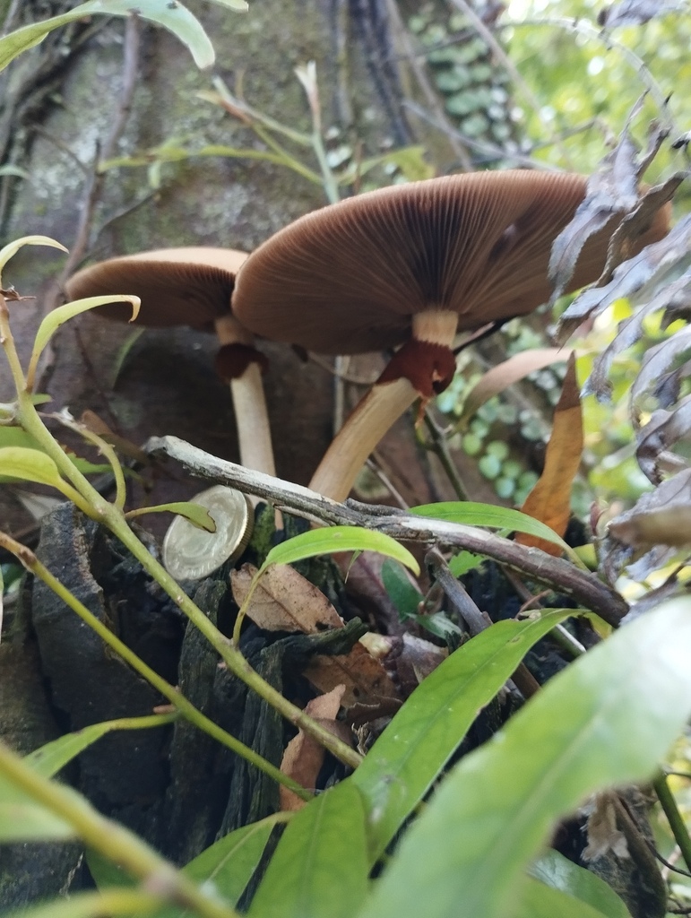Cyclocybe parasitica · April 2026 · photo: © geoffr (iNaturalist, cc0)