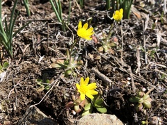 Crocidium multicaule