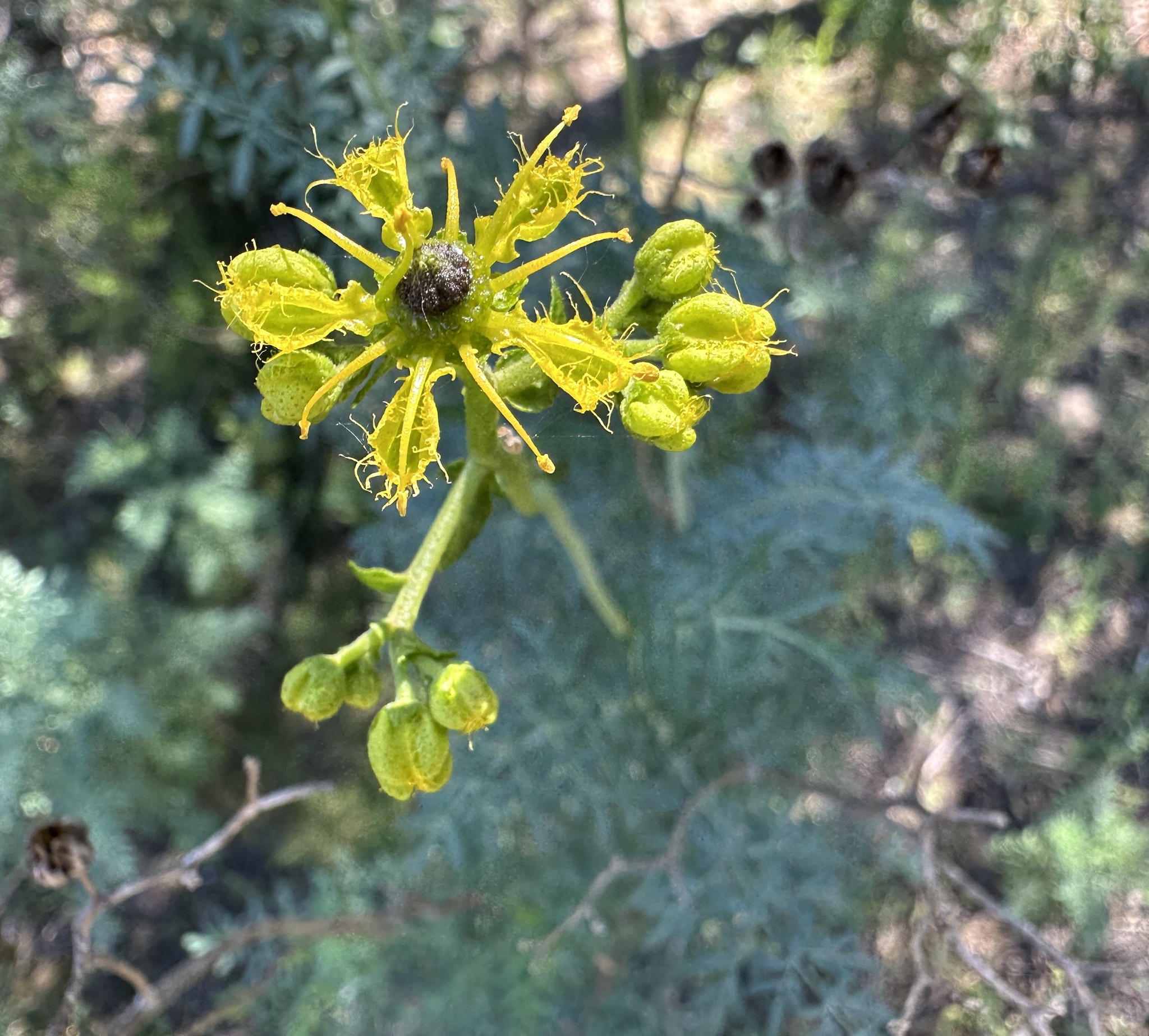 Ruta Angustifolia (Ruta angustifolia)