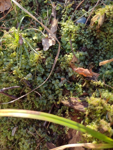 Marsh Thyme-moss (Plagiomnium ellipticum)