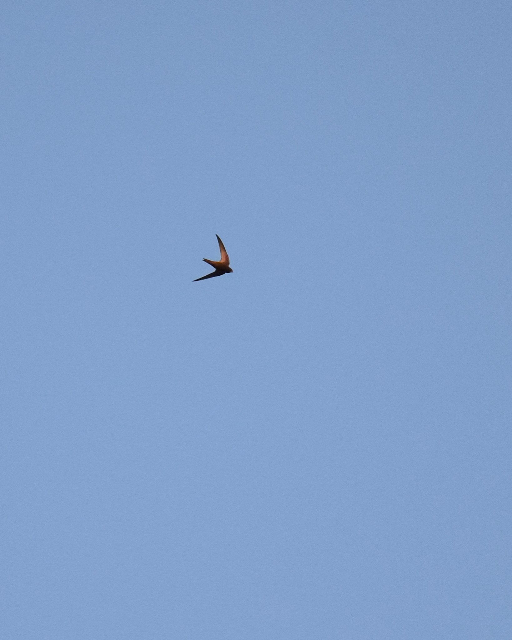Apus apus (Linnaeus, 1758)