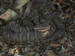 Gloydius halys caucasicus