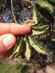 Quercus agrifolia oxyadenia