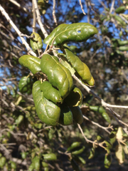 Quercus agrifolia oxyadenia