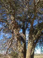 Quercus agrifolia oxyadenia