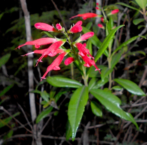 Salvia cubensis