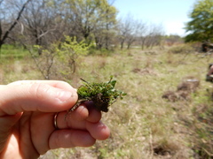Anthoceros agrestis