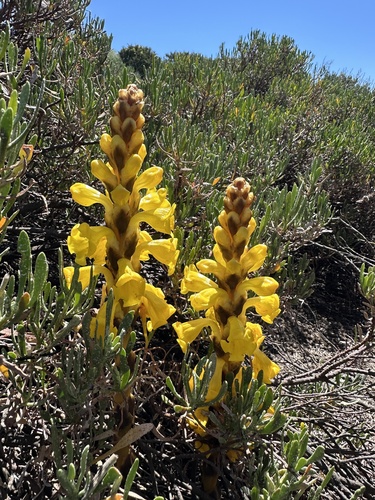 Yellow Broomrape (Cistanche phelypaea)