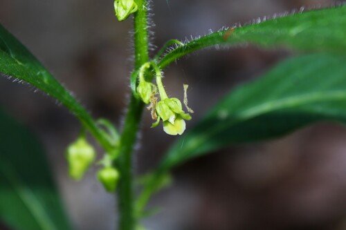 eastern green violet (Cubelium concolor)
