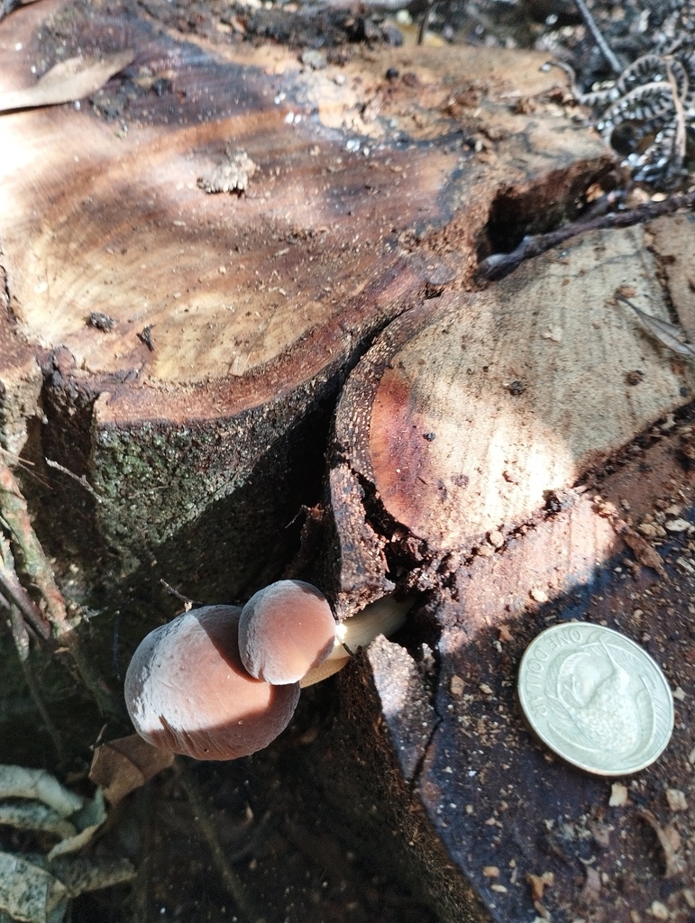Cyclocybe parasitica · April 2026 · photo: © geoffr (iNaturalist, cc0)