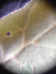 Quercus agrifolia oxyadenia