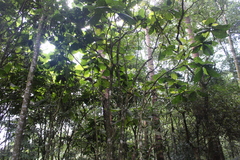 Bathysa australis