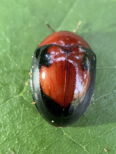 Palaeolybas nigripennis apicalis