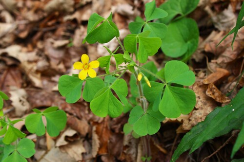 Illinois woodsorrel (Oxalis illinoensis)