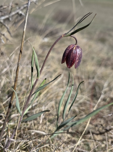 Mountain Fritillary (Fritillaria montana)
