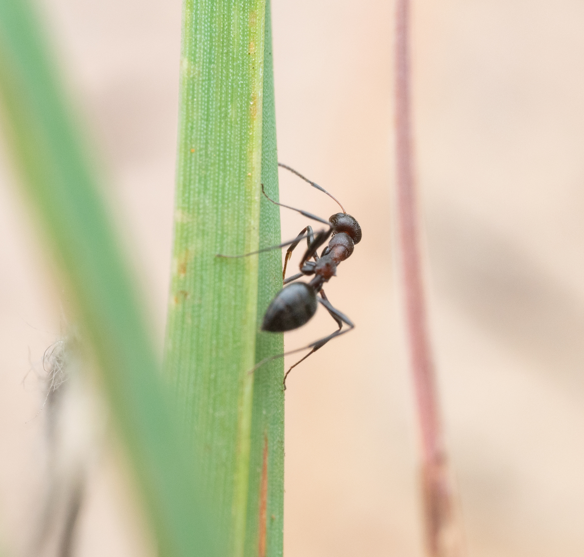 Lepisiota longinoda