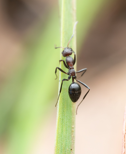 Lepisiota longinodaLepisiota longinoda
