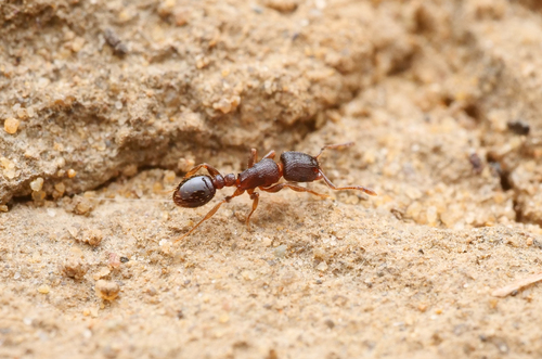 Tetramorium bothaeTetramorium bothae