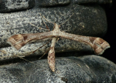 Platyptilia