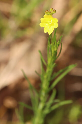 Threadleaf Evening Primrose (Oenothera linifolia)