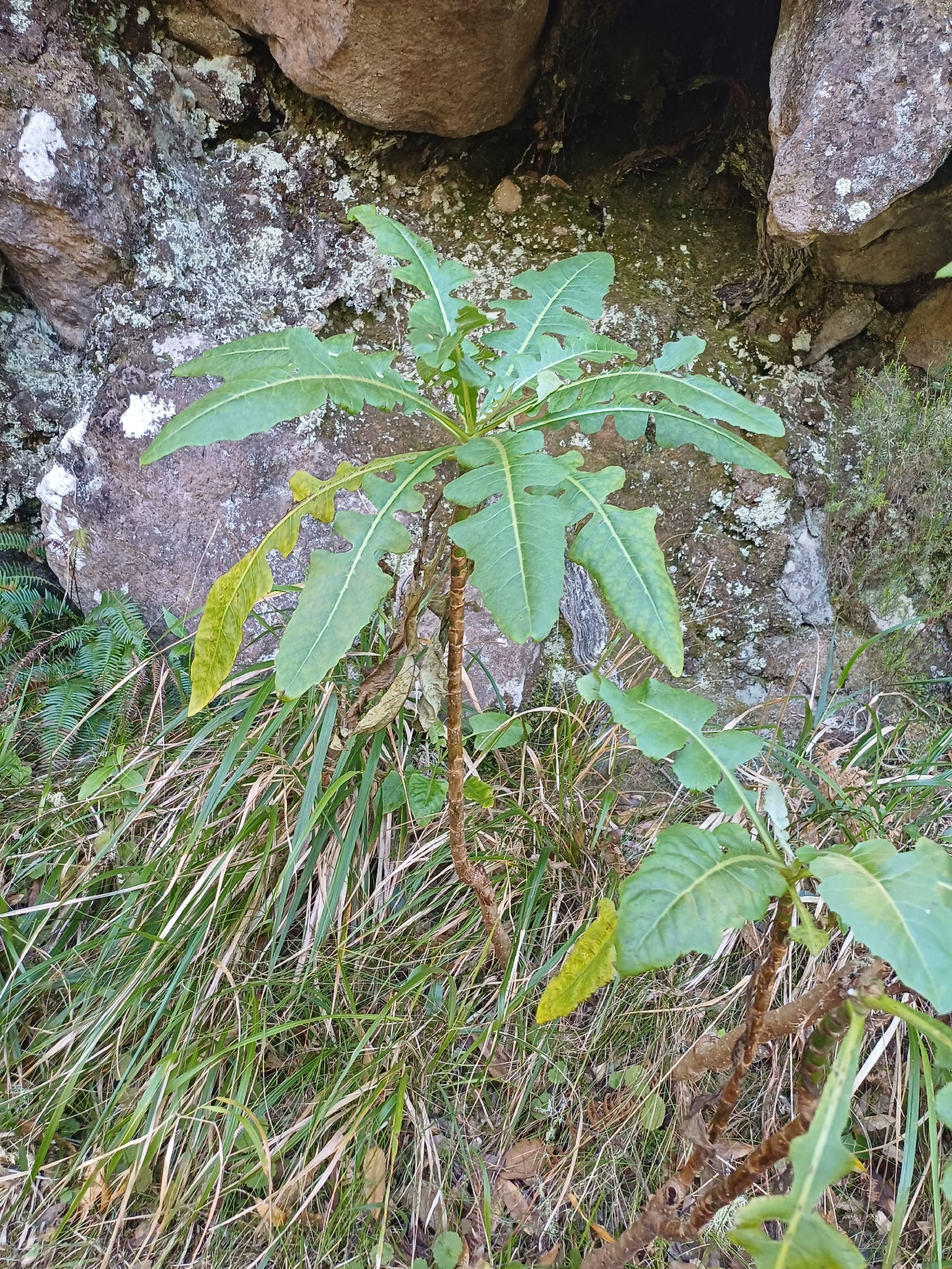 Shrubby Sow Thistle (Sonchus fruticosus)