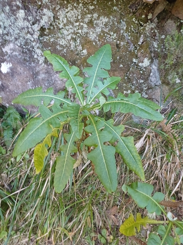 Sonchus fruticosus, photograph 5