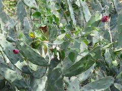 Opuntia dejecta