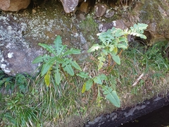 Sonchus fruticosus, photograph author not stated, no rights reserved