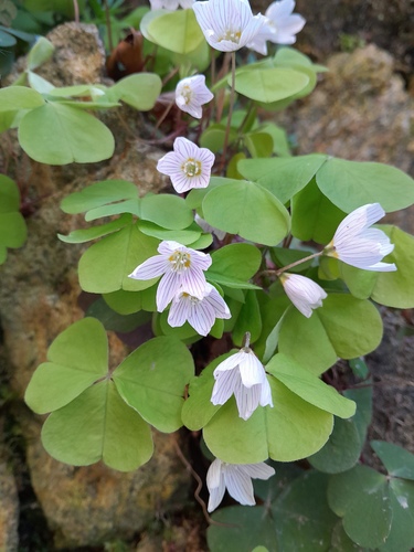 Oxalis acetosella iNat (3)