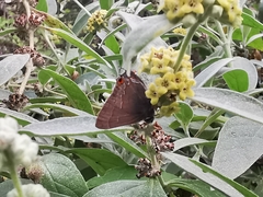 Electrostrymon guzanta