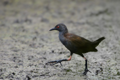 Zapornia tabuensis plumbea