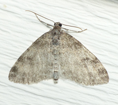 Lobophora nivigerata