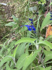 (c) Eduardo Dios Alemán, some rights reserved (CC BY-SA) Salvia sagittata, photograph (c) Eduardo Dios Alemán, some rights reserved (CC BY-SA)
