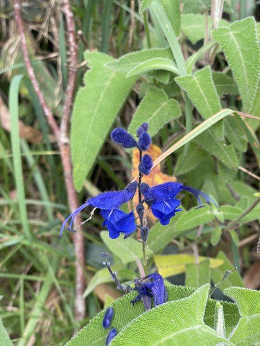 Salvia sagittata, photograph 4