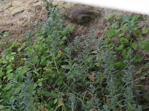 Image of Sprawling Celery (Apium decumbens) by (c) Jeremy Gilmore, some rights reserved (CC BY)