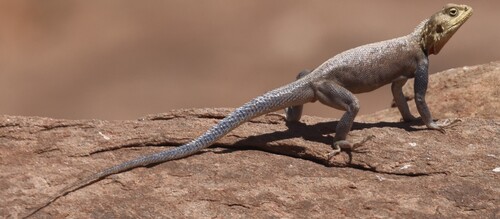 Las Geel Agama