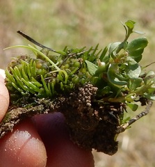 Anthoceros agrestis
