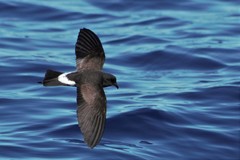 Fregetta maoriana