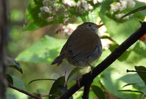 Orange-billed Nightingale-Thrush (Catharus aurantiirostris)